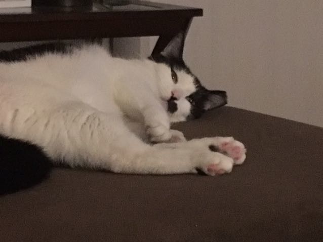 Nwr: litter box problems