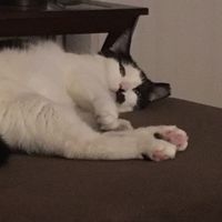 Nwr: litter box problems