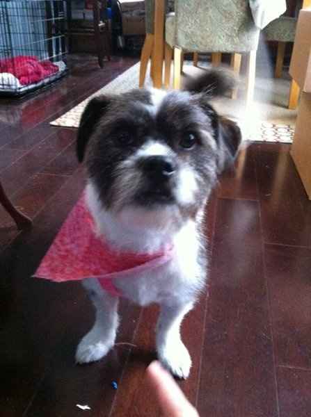 Furbabies (to lighten the mood)