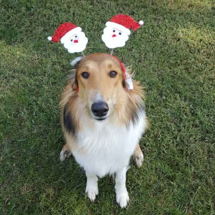 NWR: Puppies and fur babies!