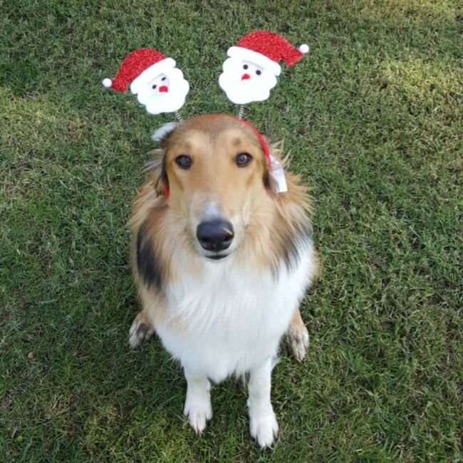NWR: Puppies and fur babies!