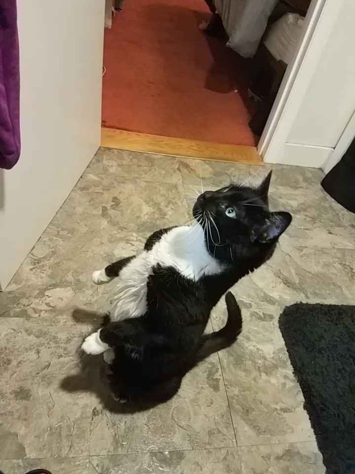 Show me your fur babies!