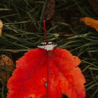 the best birthday present ever