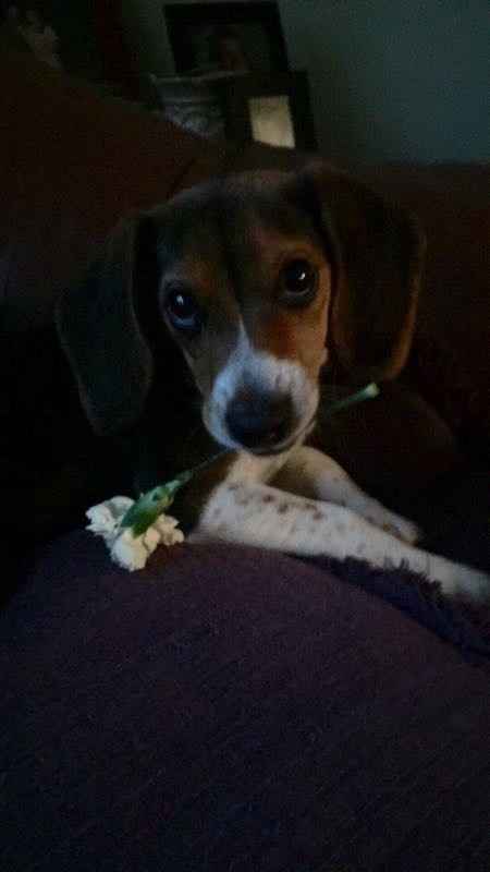 NWR- but a cute puppy to create some smiles