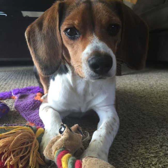 NWR: furbabies. We love our Jolly Ball!