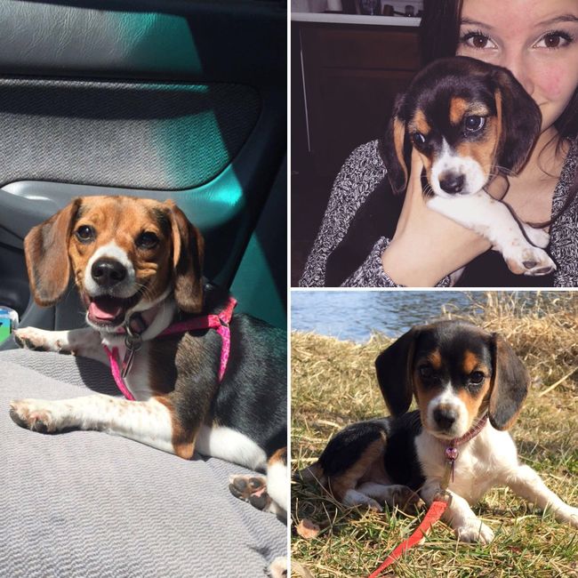 NWR: Puppy Friday!!