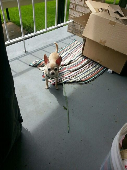 NWR: Losing our husky