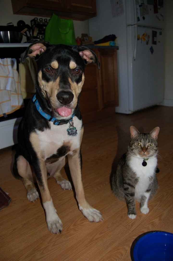 Spin off for animal lovers, happy thread