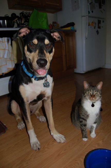 Spin off for animal lovers, happy thread