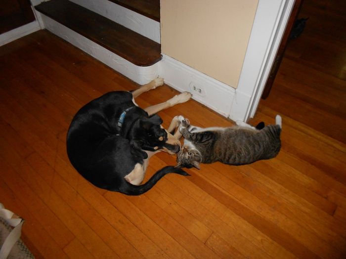 Spin off for animal lovers, happy thread