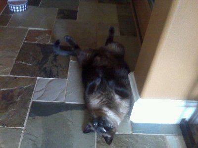 My furbaby: pics of the evil thing included