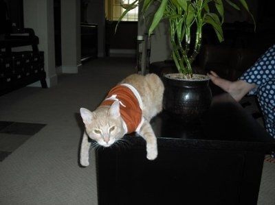 My furbaby: pics of the evil thing included