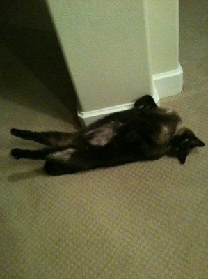My furbaby: pics of the evil thing included