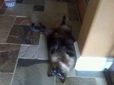 My furbaby: pics of the evil thing included