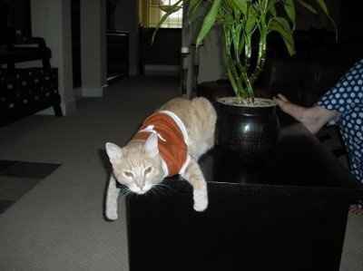 My furbaby: pics of the evil thing included