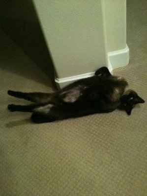 My furbaby: pics of the evil thing included