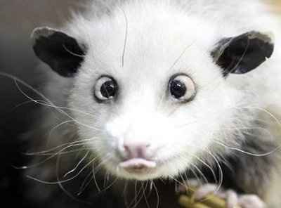 OMG  Too Cute!  Petite Lap Giraffes