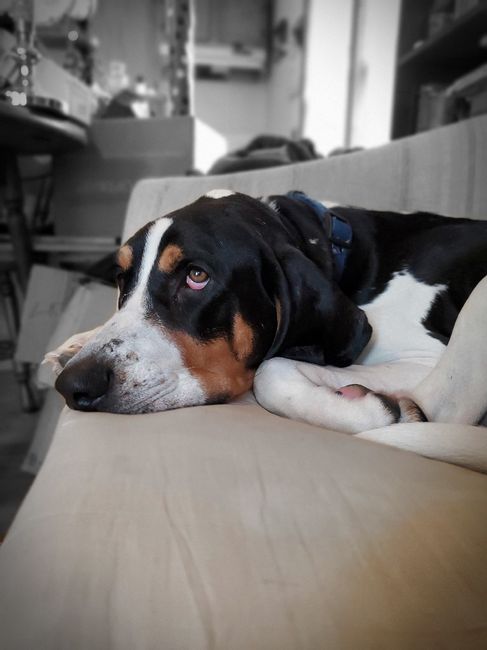 Show me your fur babies you and your SO have together! 1