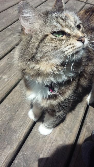 Show me your fur babies you and your SO have together! 2