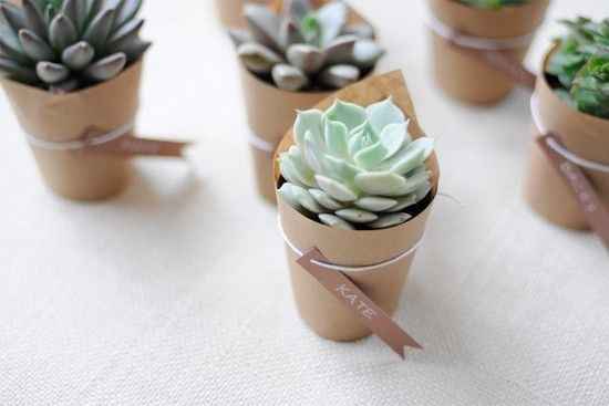 Succulents as favors