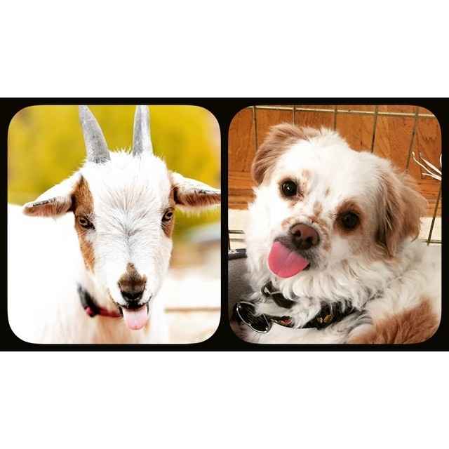 Spinoff: Show us your rescues!