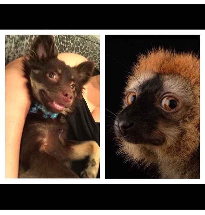 Spinoff: Show us your rescues!