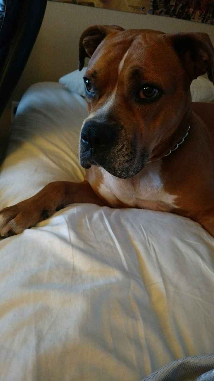 Nwr- show me your fur babies