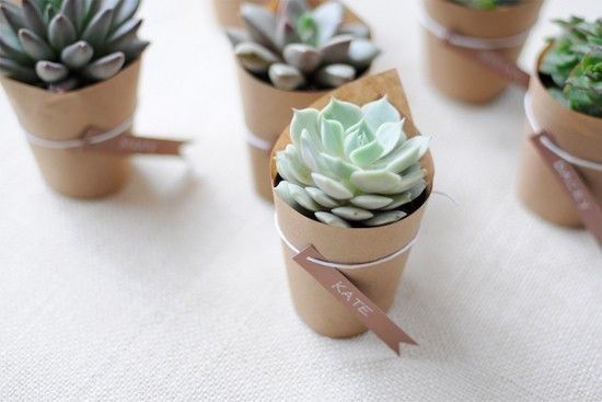 Succulents as favors