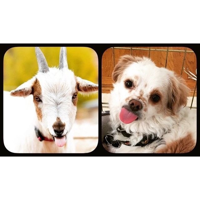 Spinoff: Show us your rescues!