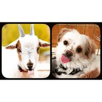 Spinoff: Show us your rescues!