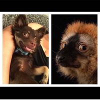 Spinoff: Show us your rescues!