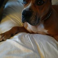 Nwr- show me your fur babies