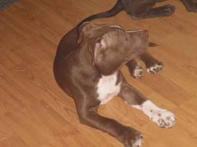 NWR, "pit bull", rant.