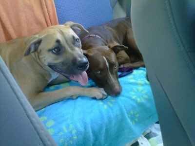 *NWR* Show me your pets/animals! *PICS*