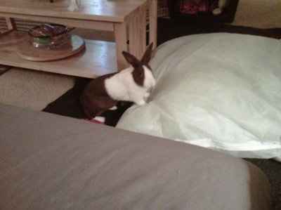 *NWR* Show me your pets/animals! *PICS*