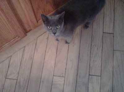 *NWR* Show me your pets/animals! *PICS*