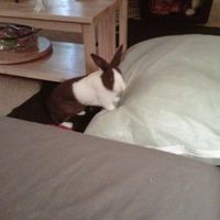 *NWR* Show me your pets/animals! *PICS*