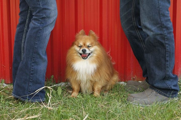 Engagement Pics with Dog!