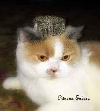 Its Fursday! Show me your furbabies! :)