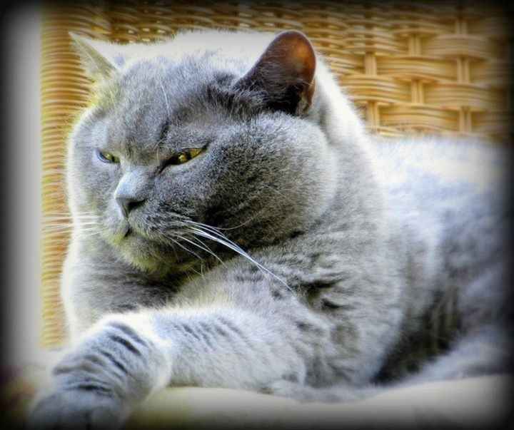 Its Fursday! Show me your furbabies! :)