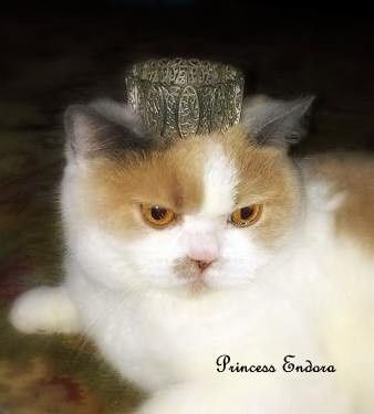 Its Fursday! Show me your furbabies! :)