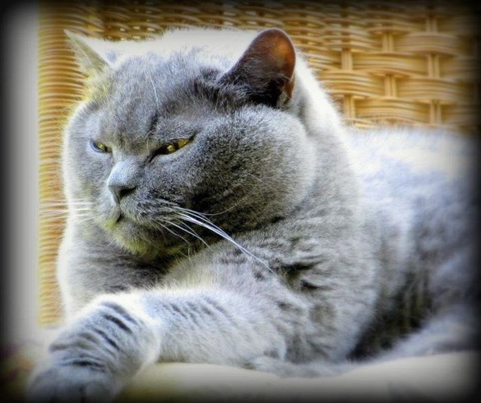 Its Fursday! Show me your furbabies! :)
