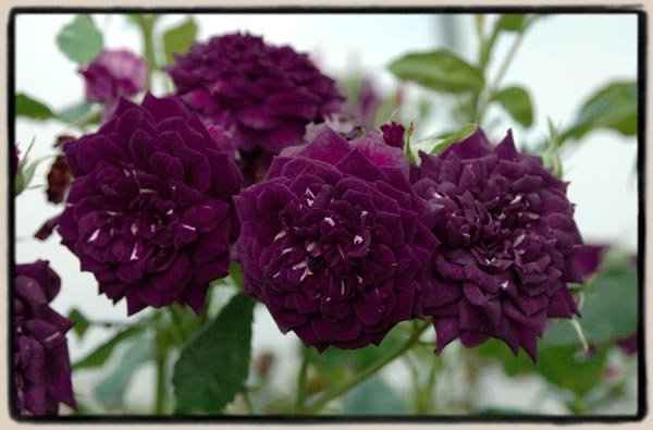 Cost of Midnight Blue Shrub Roses