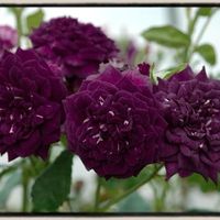 Cost of Midnight Blue Shrub Roses