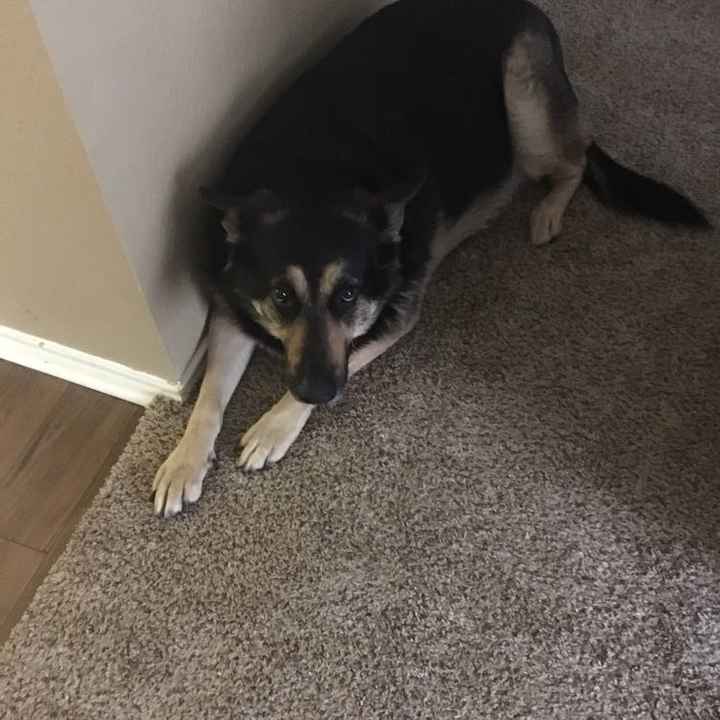 NWR:  Show me your fur babies!