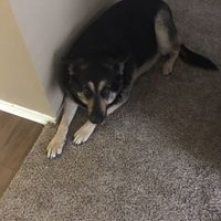 NWR:  Show me your fur babies!