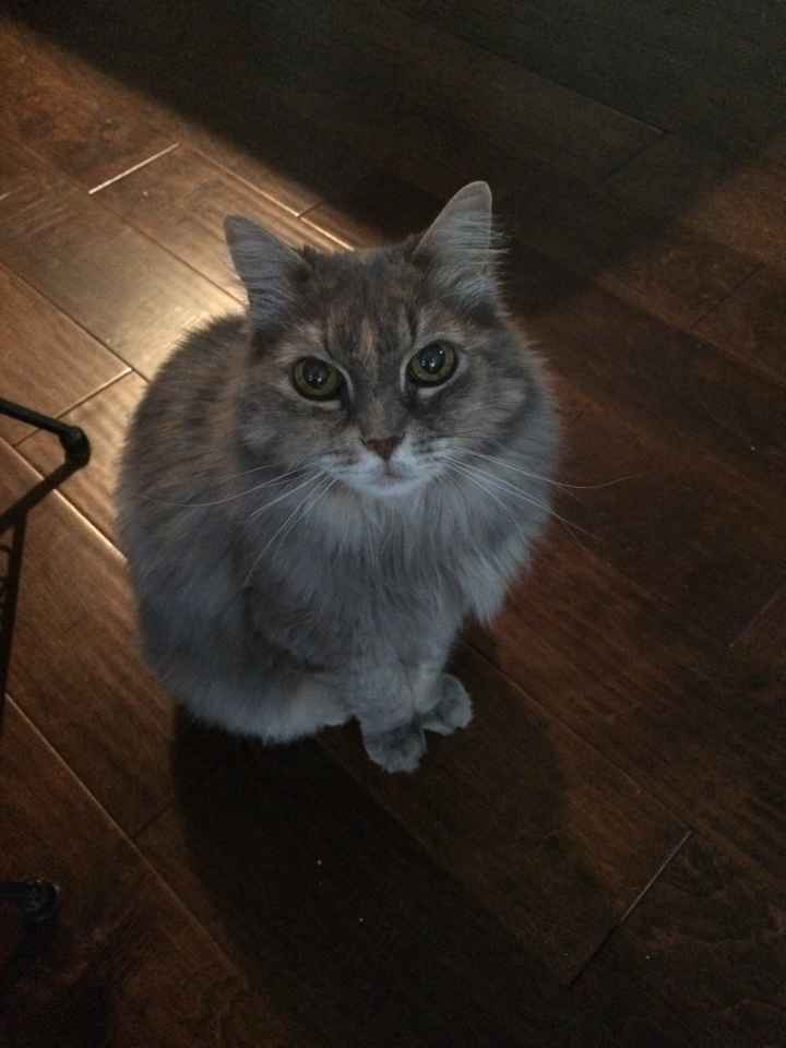 NWR: Saying Goodbye to My Kitty