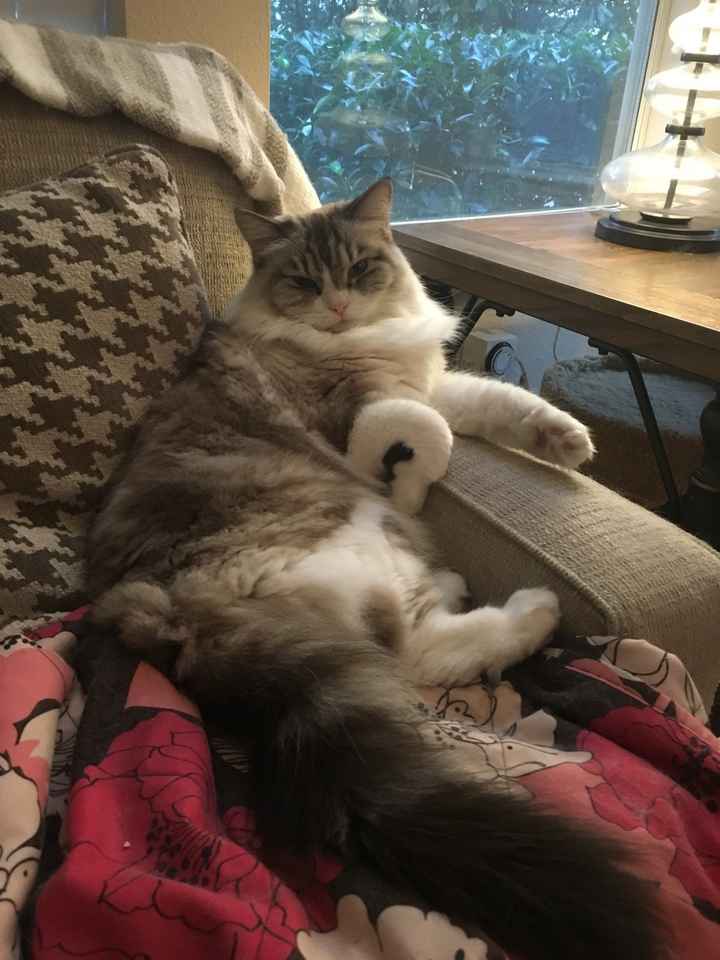 NWR: Tomorrow is National Cat Day!