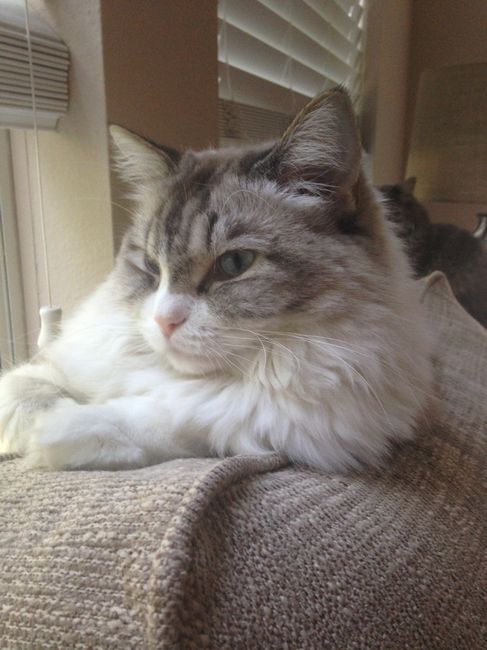 NWR: longest week ever. Need kitten pictures