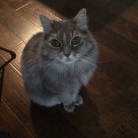 NWR: Saying Goodbye to My Kitty